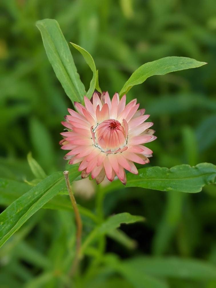 Strawflower helichrysum flower seed beautiful flowers garden accent all colors mix strawflower seed
