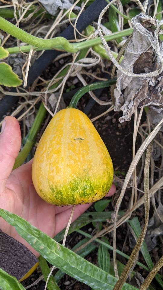 Calabas cup/bowl Gourds