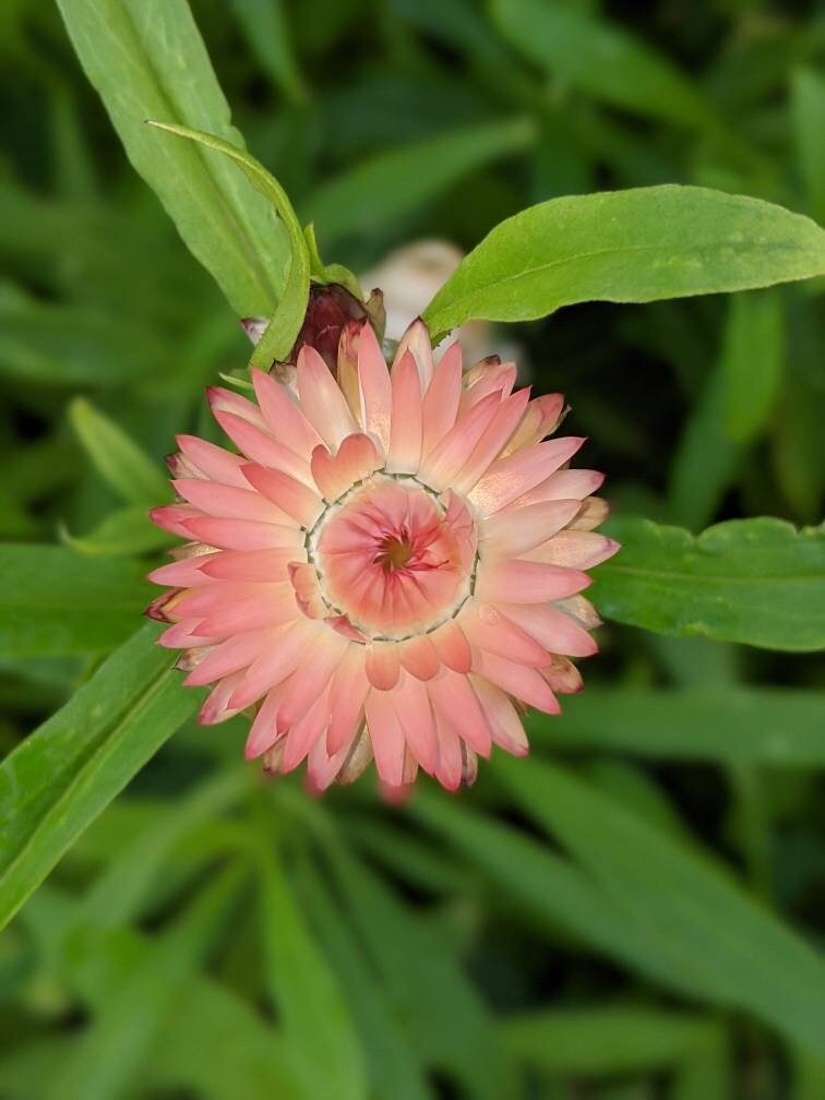 Strawflower helichrysum flower seed beautiful flowers garden accent all colors mix strawflower seed
