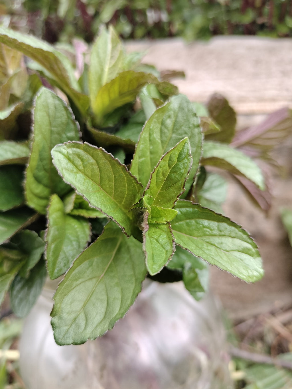chocolate mint cutting or potted live plant beautiful purple flowers mint cutting chocolate mint tea detergent plant for bugs mint bees