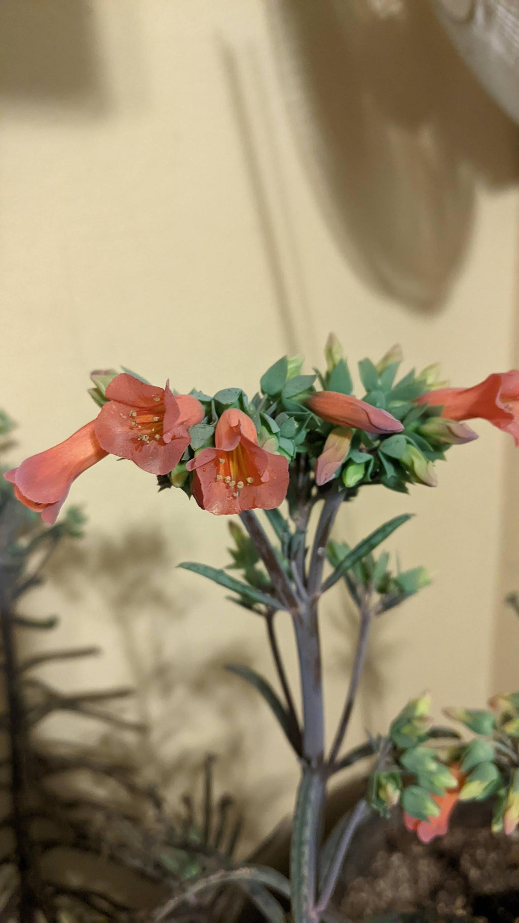 mother million babies succulents Madagascar rare plant zones 10-12 gift energy plant (25 count)