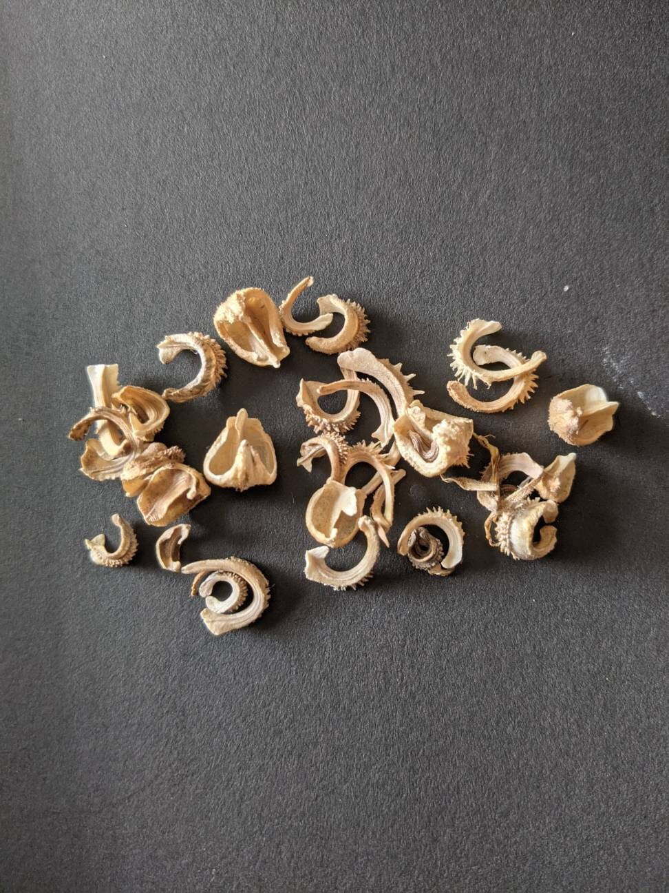 Calendula Flower Seed land scape skin care calendula garden organic seed winter bloom easy grow calendula tea flower organic skincare