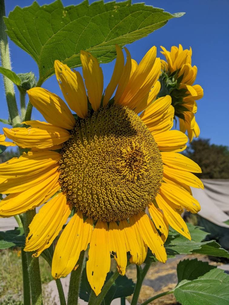 Sun Flower Seeds 35ct