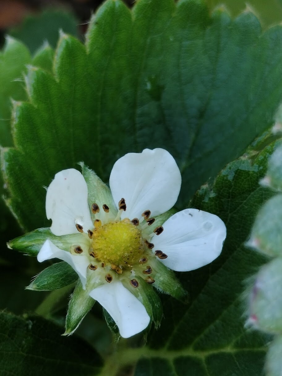 Organic Fragaria Strawberry Plants Bareroot and live Plants in 4 inch pots , edible garden , strawberry, live plant , Bareroot , beautiful