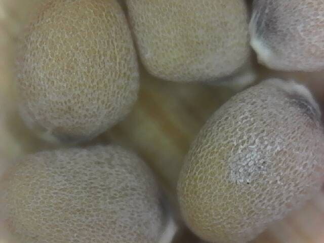 Radish seeds garden edible plant seed bank radish seed radish