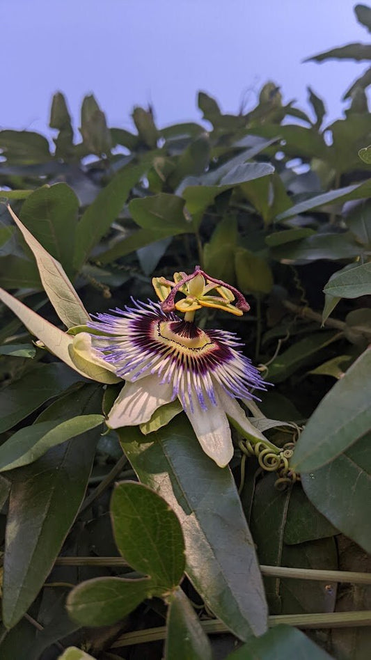 Passion Flower Vine arch loving bee pollinators purple passion flower beautiful  garden flower green house vine Passiflora Plant Cutting