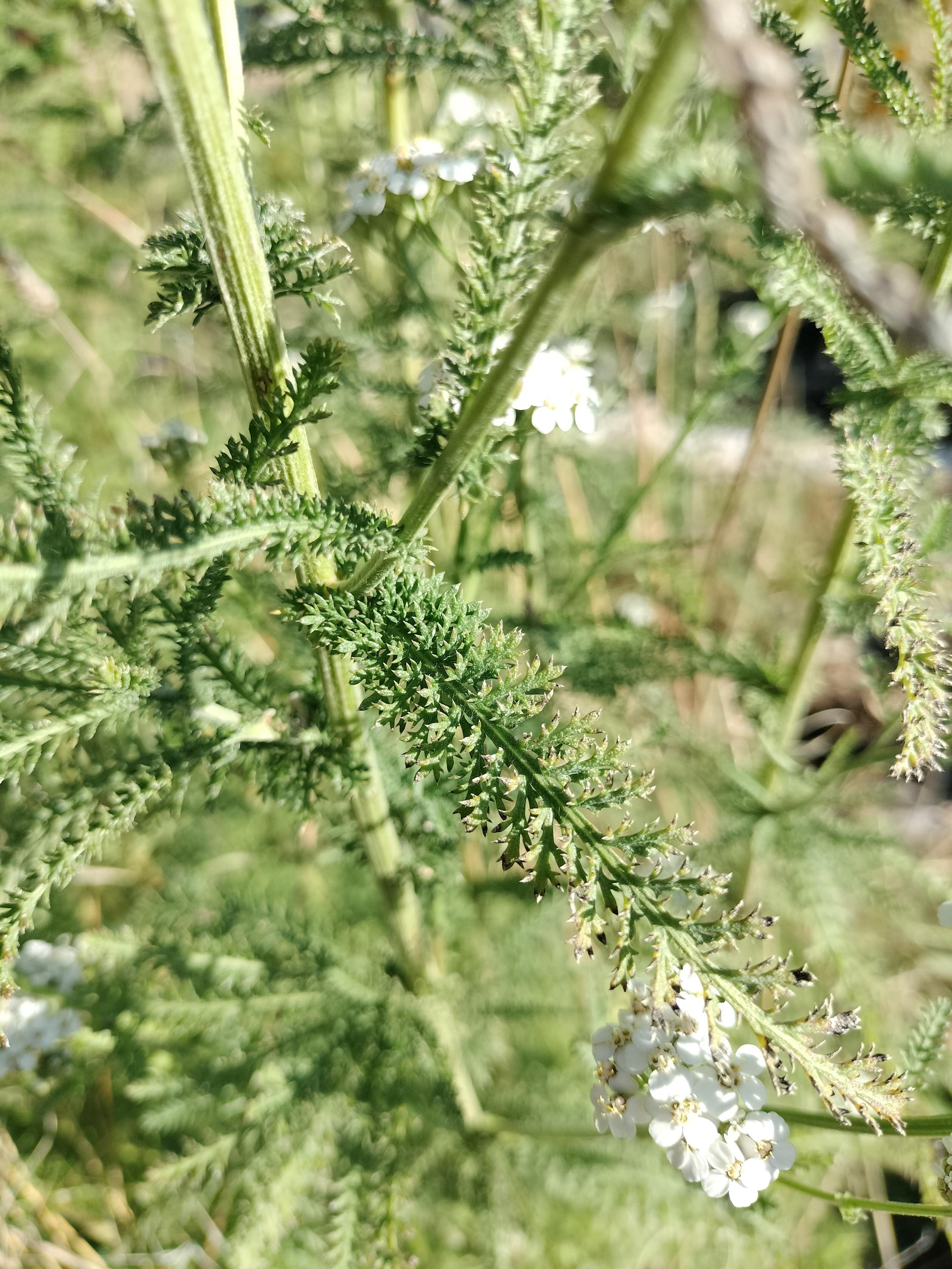 Achillea millefolium common yarrow seed organic white yarrow seeds garden butterfly plant gift Herb frequency energy seed yarrow bulk seeds