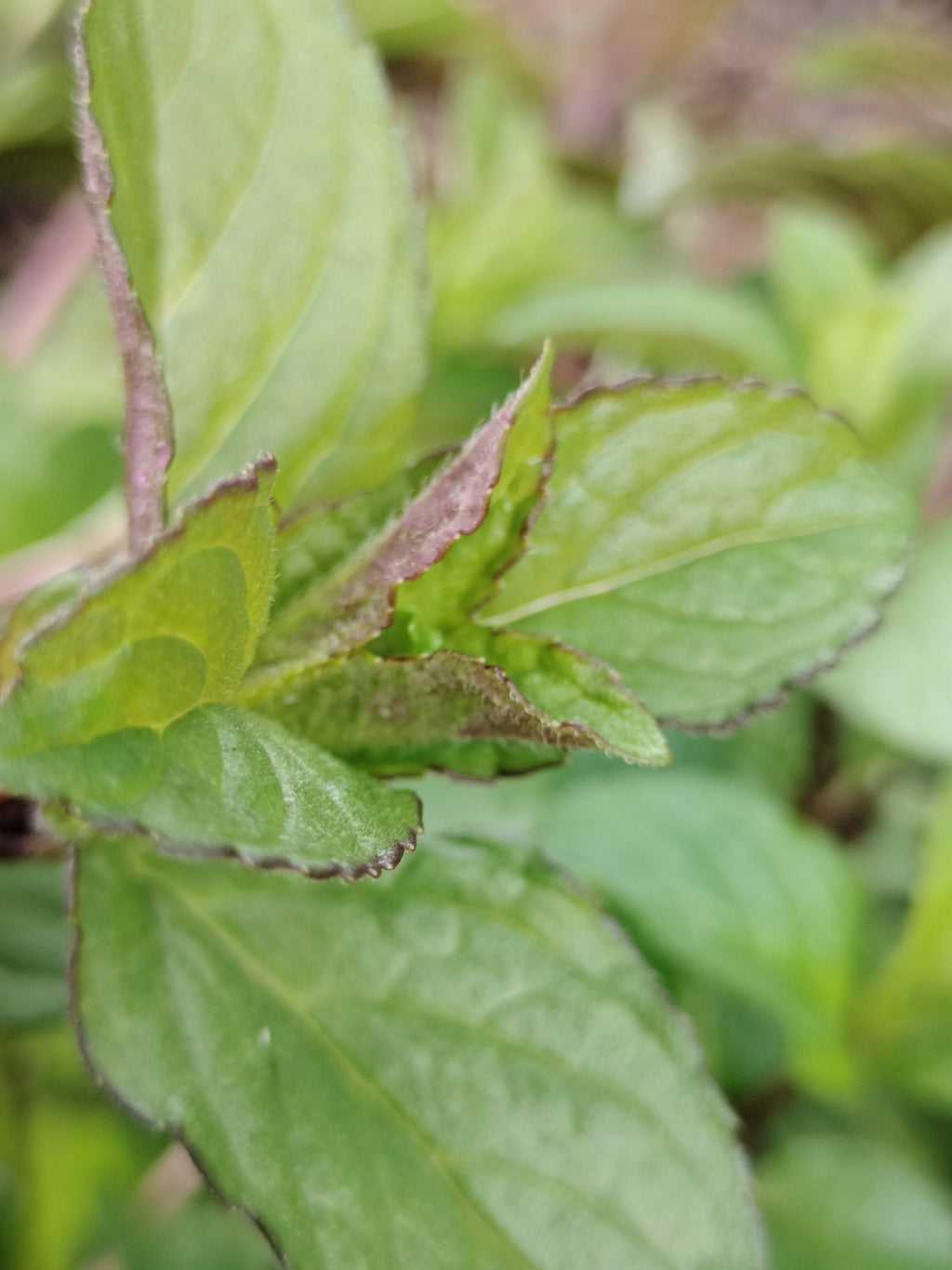 chocolate mint cutting or potted live plant beautiful purple flowers mint cutting chocolate mint tea detergent plant for bugs mint bees