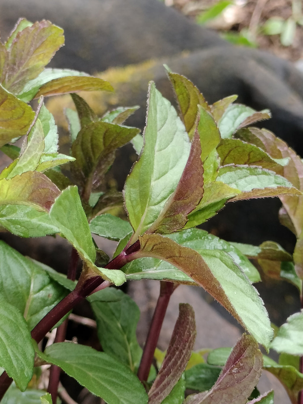 chocolate mint cutting or potted live plant beautiful purple flowers mint cutting chocolate mint tea detergent plant for bugs mint bees