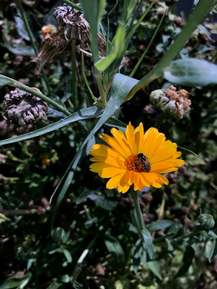Calendula Flower Seed land scape skin care calendula garden organic seed winter bloom easy grow calendula tea flower organic skincare
