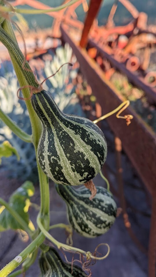 dry Dancing Gourd Spinner home décor Vine Arch Loving Small Gourd Dancing Gourd Fast Growing House Art Natural garden Maraca greenhouse