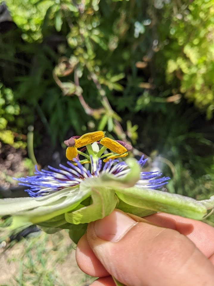 Passiflora plant Cutting Passion Flower Vine arch loving bee pollinators purple passion flower beautiful  garden flower green house vine