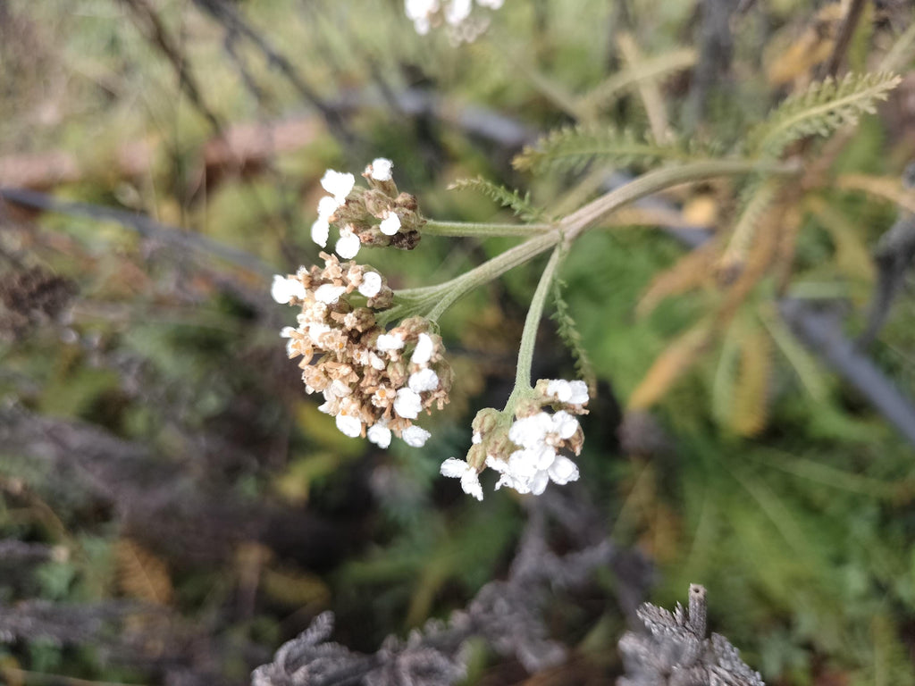 Achillea millefolium common yarrow plant sorganic white yarrow plant garden butterfly plant gift Herb Yarrow plant garden