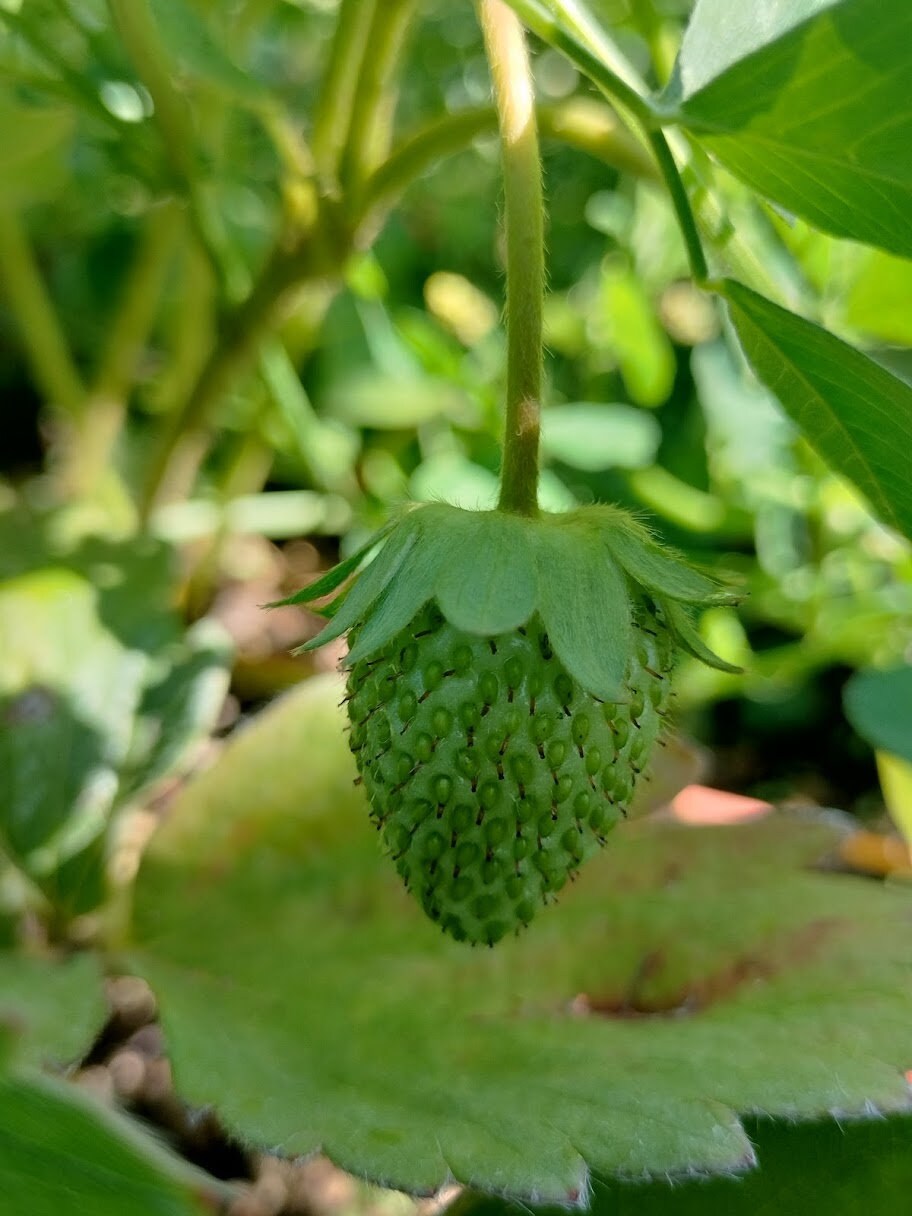 Organic Fragaria Strawberry Plants Bareroot and live Plants in 4 inch pots , edible garden , strawberry, live plant , Bareroot , beautiful