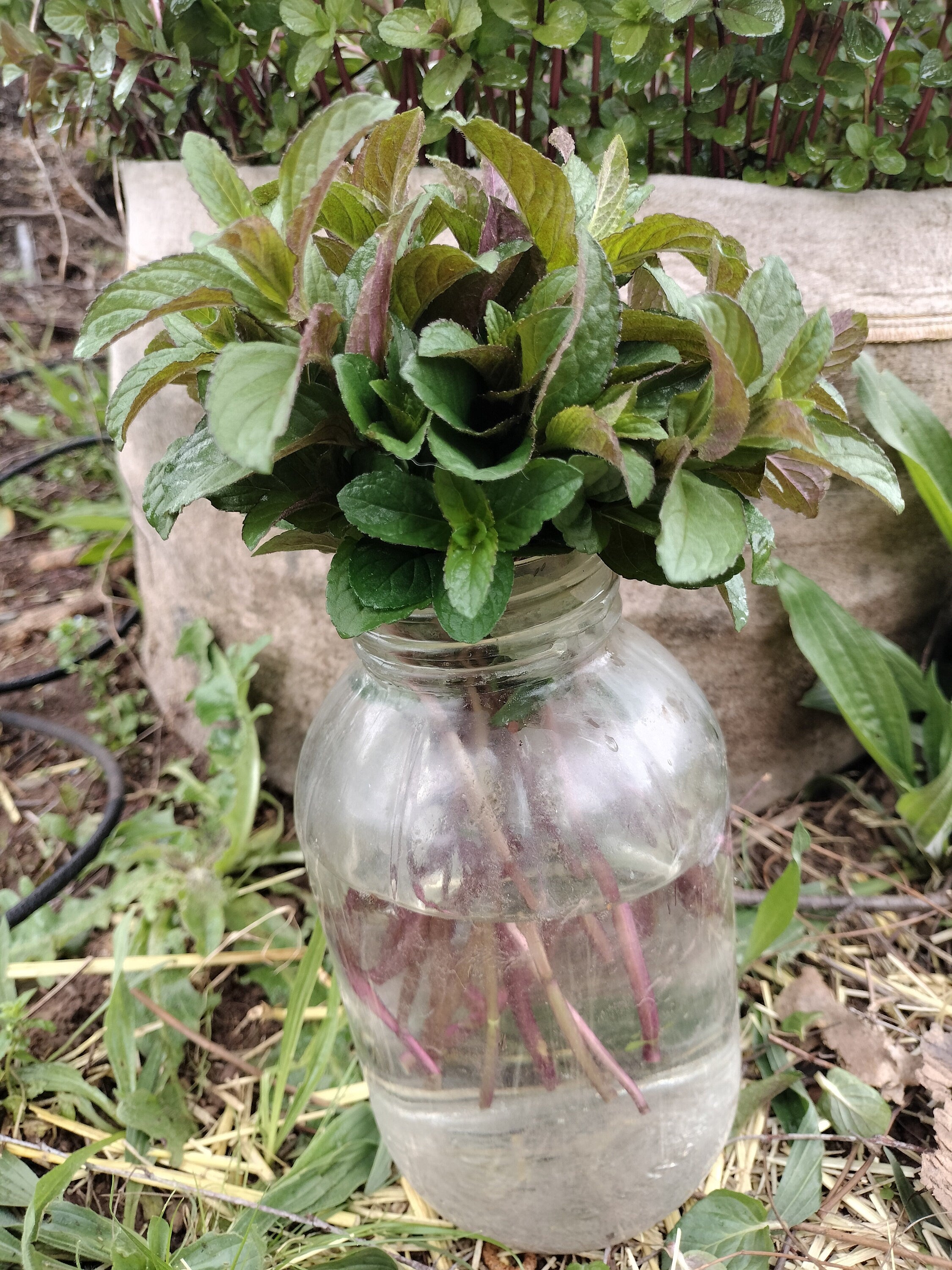 chocolate mint cutting or potted live plant beautiful purple flowers mint cutting chocolate mint tea detergent plant for bugs mint bees