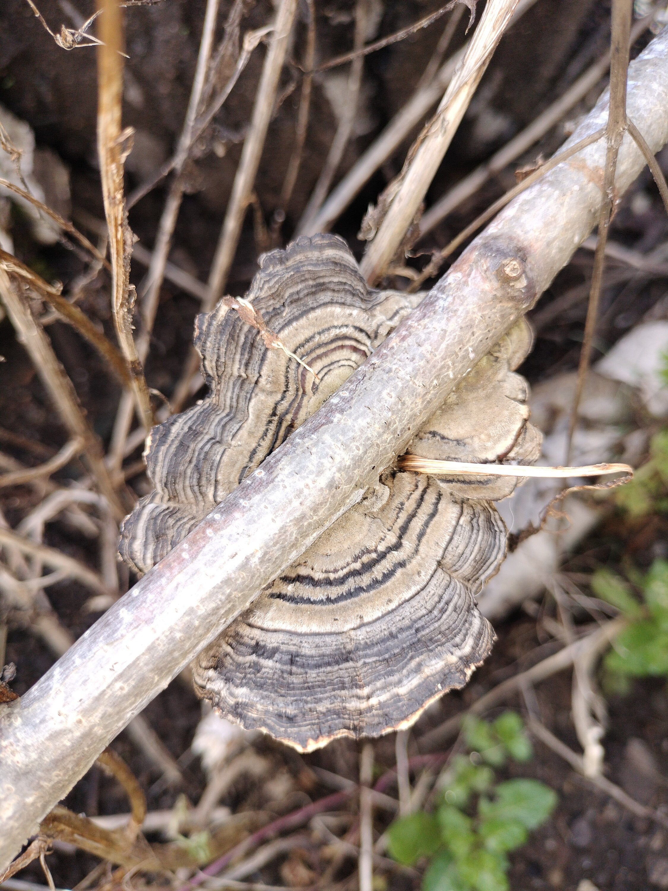 Coridus versicolor Turkey tail mushroom dehydrated half oz , gut health, coffee replacement, tea, healthy, beautiful mushroom, turkey tail,