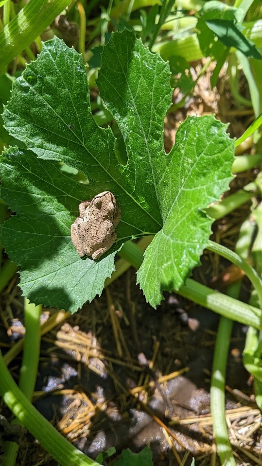 dry Dancing Gourd Spinner home décor Vine Arch Loving Small Gourd Dancing Gourd Fast Growing House Art Natural garden Maraca greenhouse