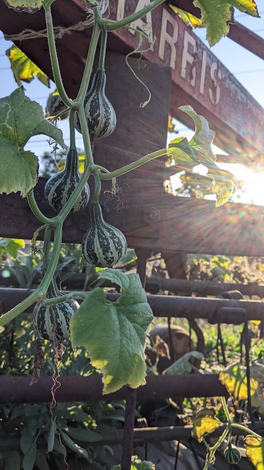 Dancing Gourd Seed Sun Loving Tennessee Spinners Organic Yellow Flower Vine Arch Plant Small Gourd Gift Seeds Home Décor Gift natural maraca