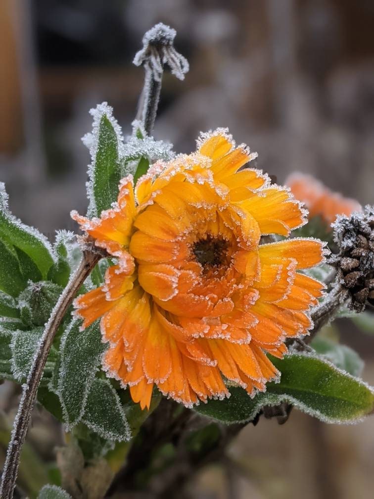 Calendula Flower Seed land scape skin care calendula garden organic seed winter bloom easy grow calendula tea flower organic skincare