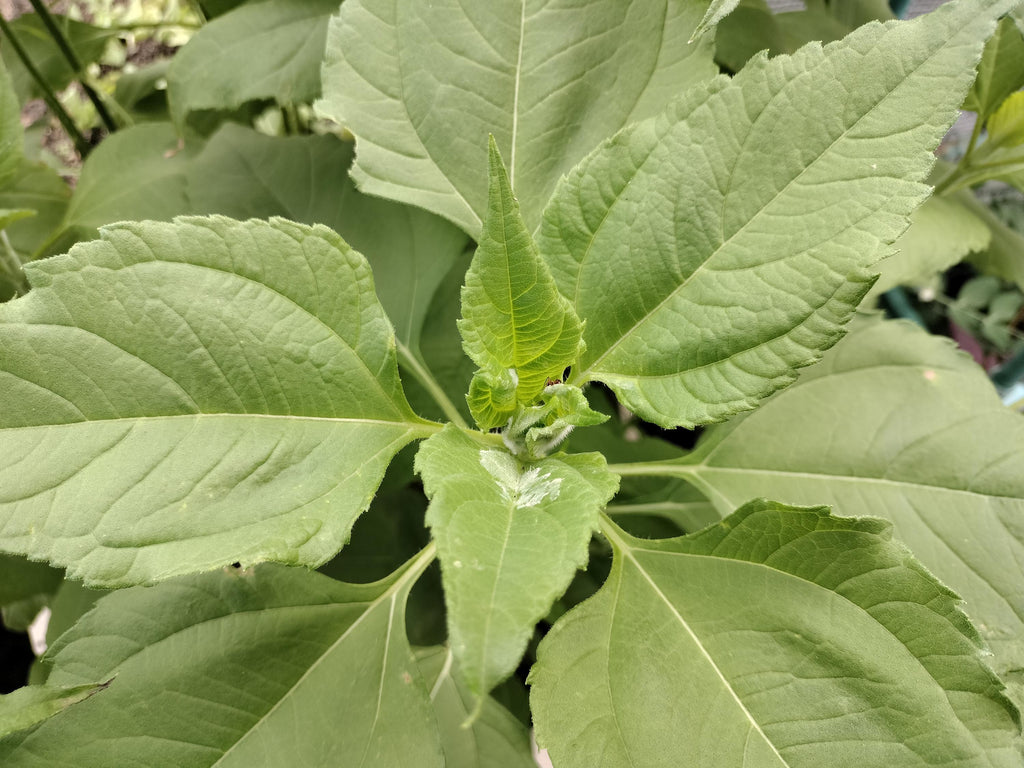 Jerusalem artichokes