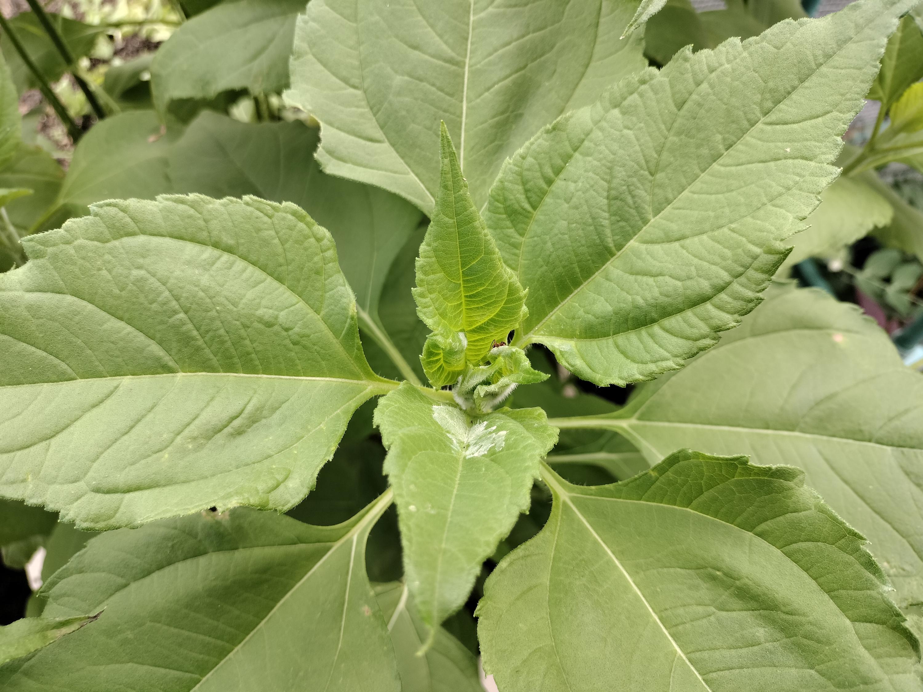 Jerusalem artichokes